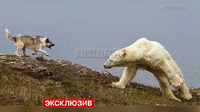  В Арктике пёс подружился с медведями - фото 4