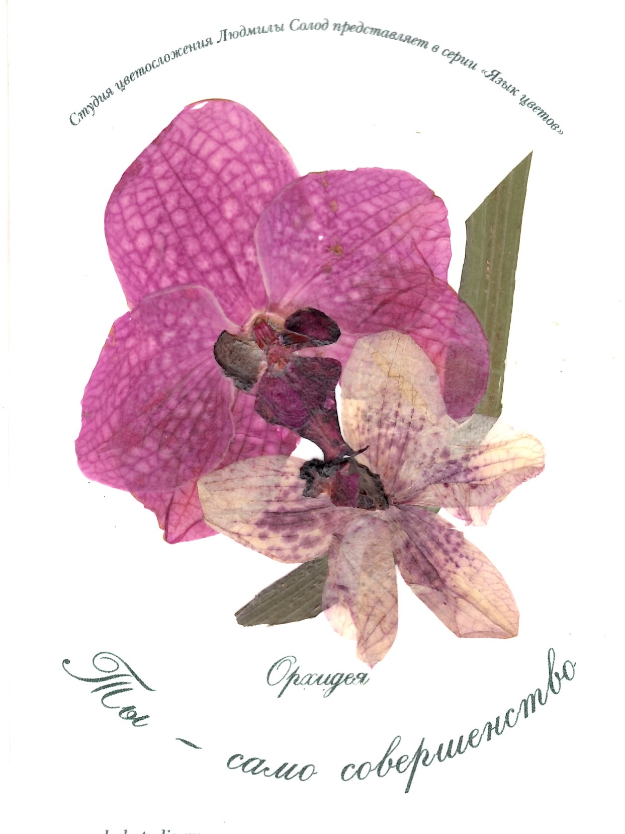  Открытки из орхидей научат делать 23 января в "Аптекарском огороде" - фото 2