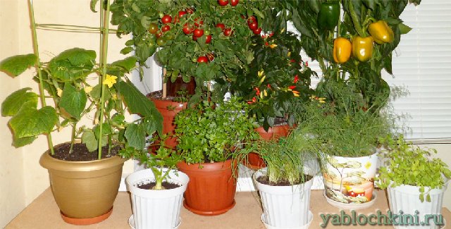 Зелень, перец и имбирь. 6 продуктов, которые можно вырастить на подоконнике - фото 1