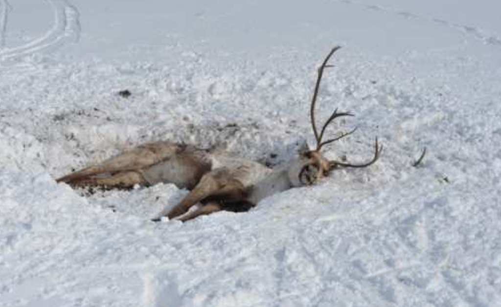  Туристы насмерть закормили оленят в эстонском парке развлечений - фото 2