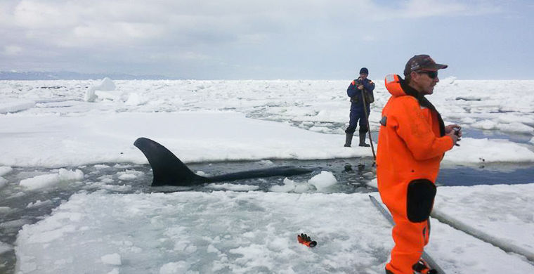 Спасатель рассказал подробности освобождения косатки: «В какой-то момент кит заплакал» - фото 1