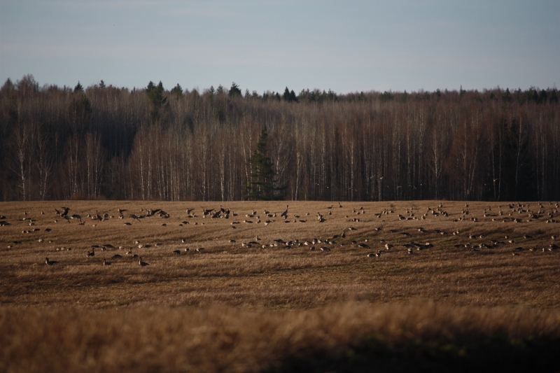  В Нижегородском Заволжье идет интенсивный пролет гусей и журавлей - фото 1