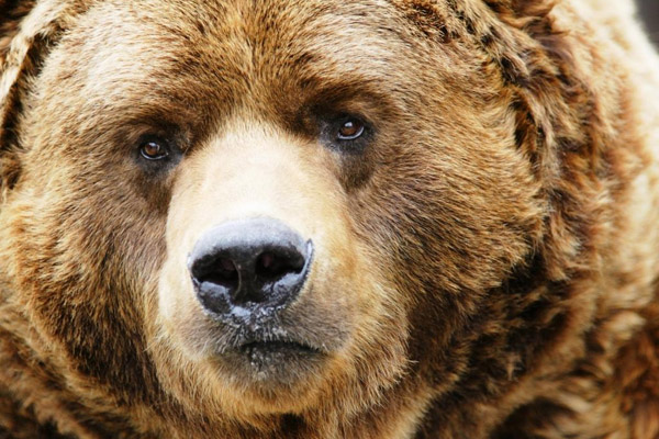  В Приамурье медведь напал на пьяную туристку, решившую его покормить - фото 1