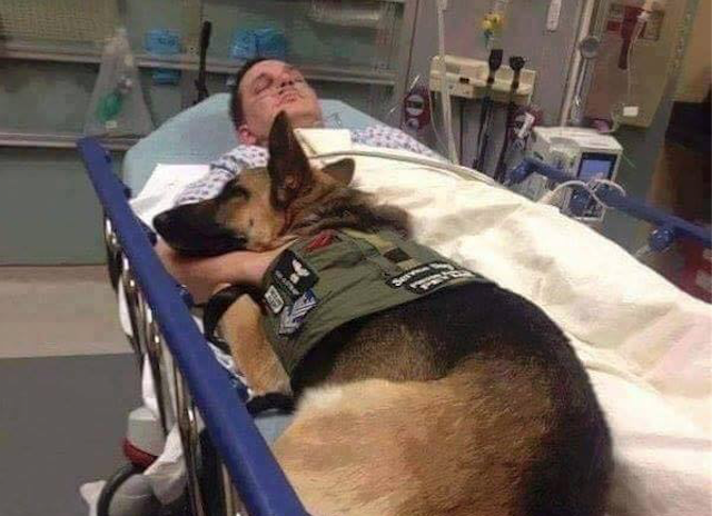  В США военный пёс лёг в больницу вместе с раненым солдатом - фото 1