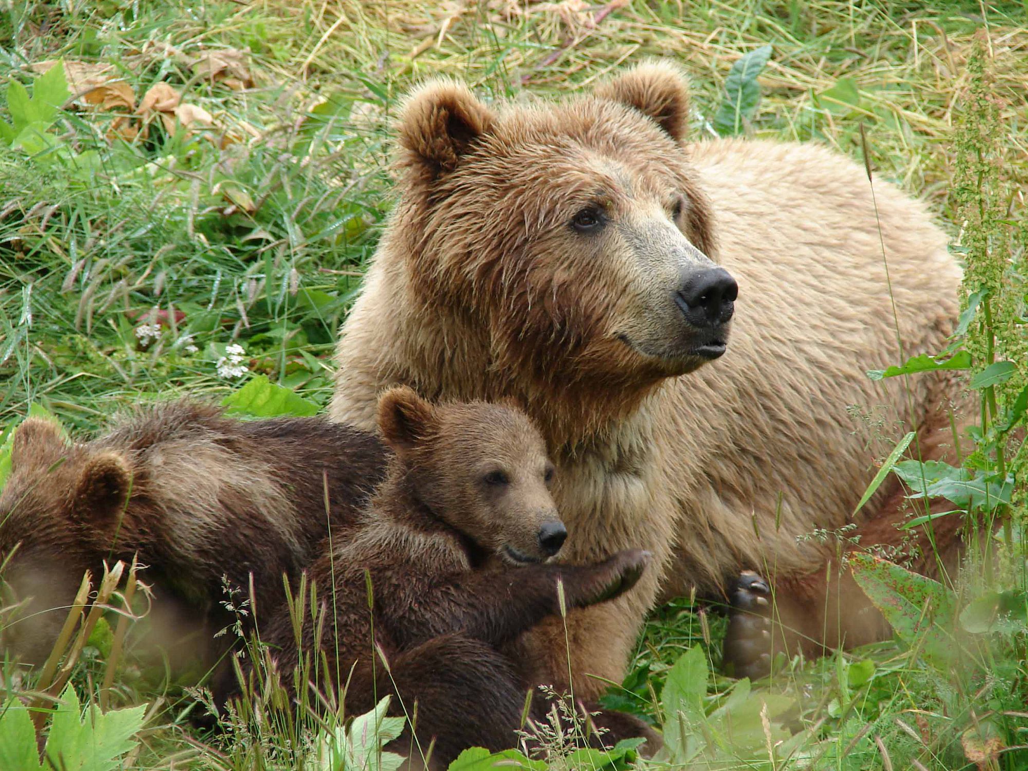  Медведицы уводят медвежат к людям, чтобы спасти от отцов - фото 3