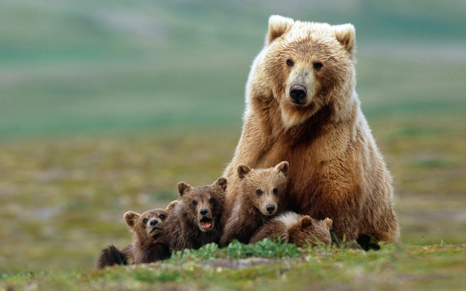  Медведицы уводят медвежат к людям, чтобы спасти от отцов - фото 4