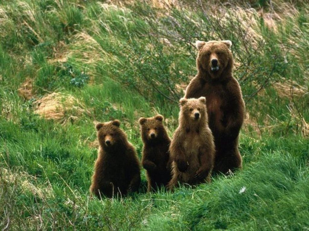  Медведицы уводят медвежат к людям, чтобы спасти от отцов - фото 1