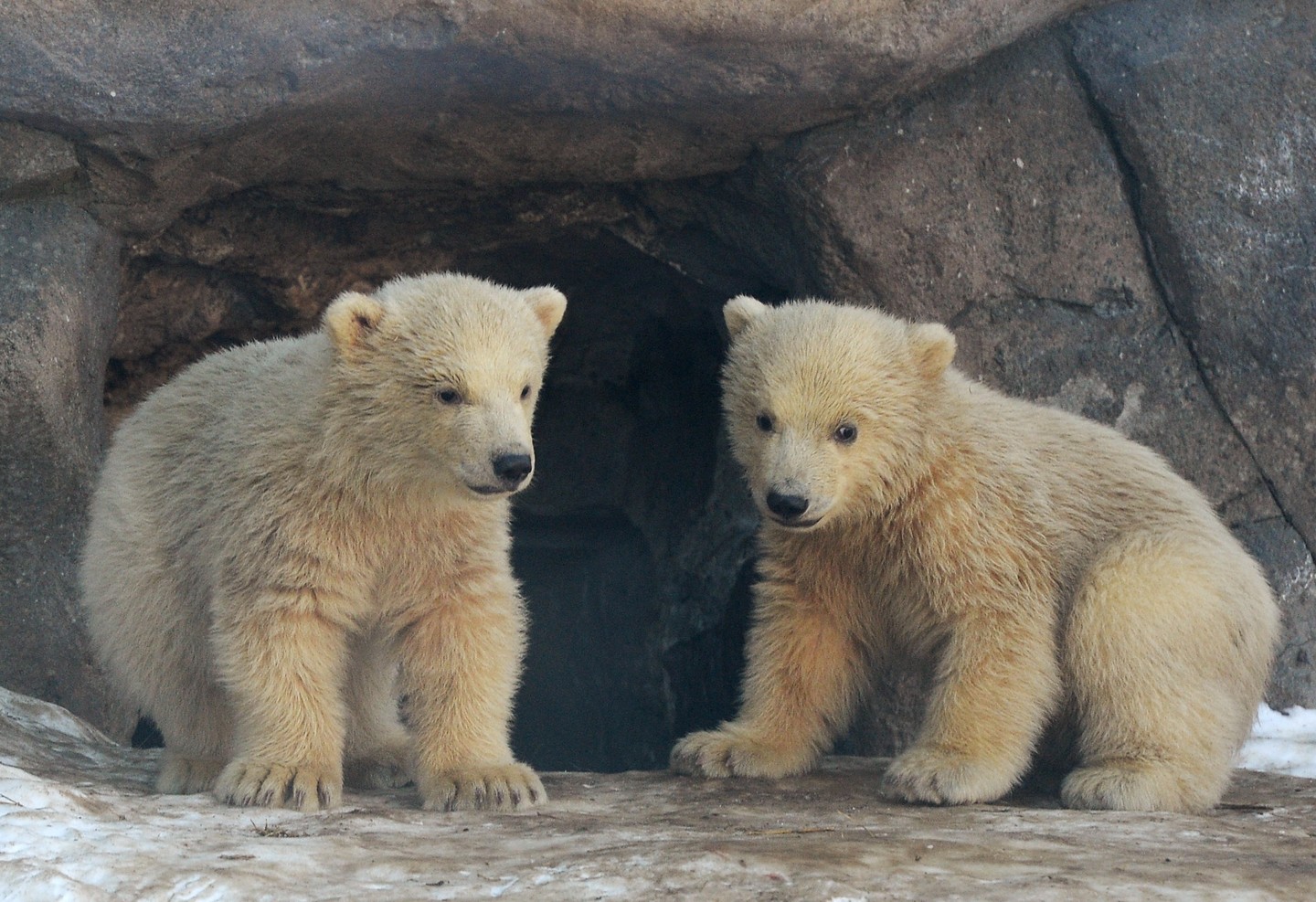  Два белых медвежонка разорили чум в ЯНАО - фото 1