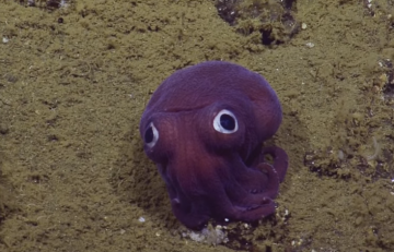  На дне океана ученые нашли необычное глазастое существо (видео) - фото 1