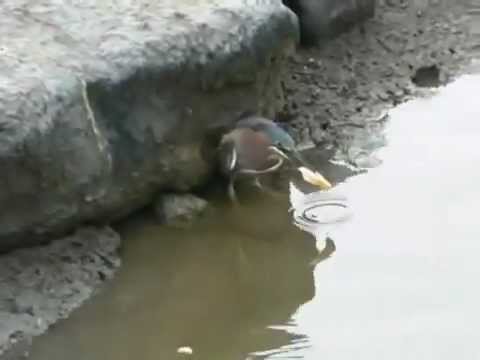  Хитрая птица поймала рыбу на приманку: видео - фото 1
