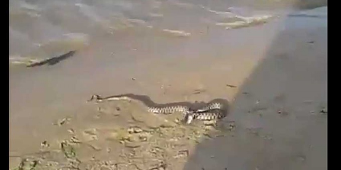  В Каспийском море теперь точно водятся хищные змеи (видео) - фото 1