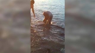  На Кубани на удочку любителя рыбной ловли попался трехметровый сом (видео) - фото 1