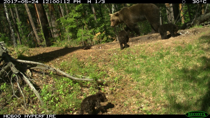 В красноярском заповеднике "Столбы" обнаружили медвежий "детский сад" - фото 1