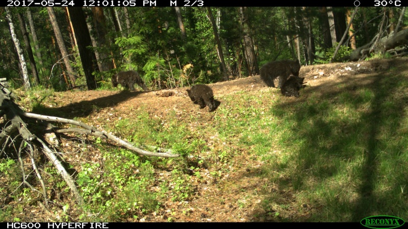 В красноярском заповеднике "Столбы" обнаружили медвежий "детский сад" - фото 2