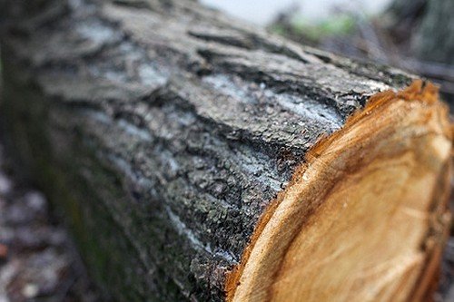 В Яковлевском районе Белогорья мужчина незаконно спилил 8 деревьев сосны - фото 1