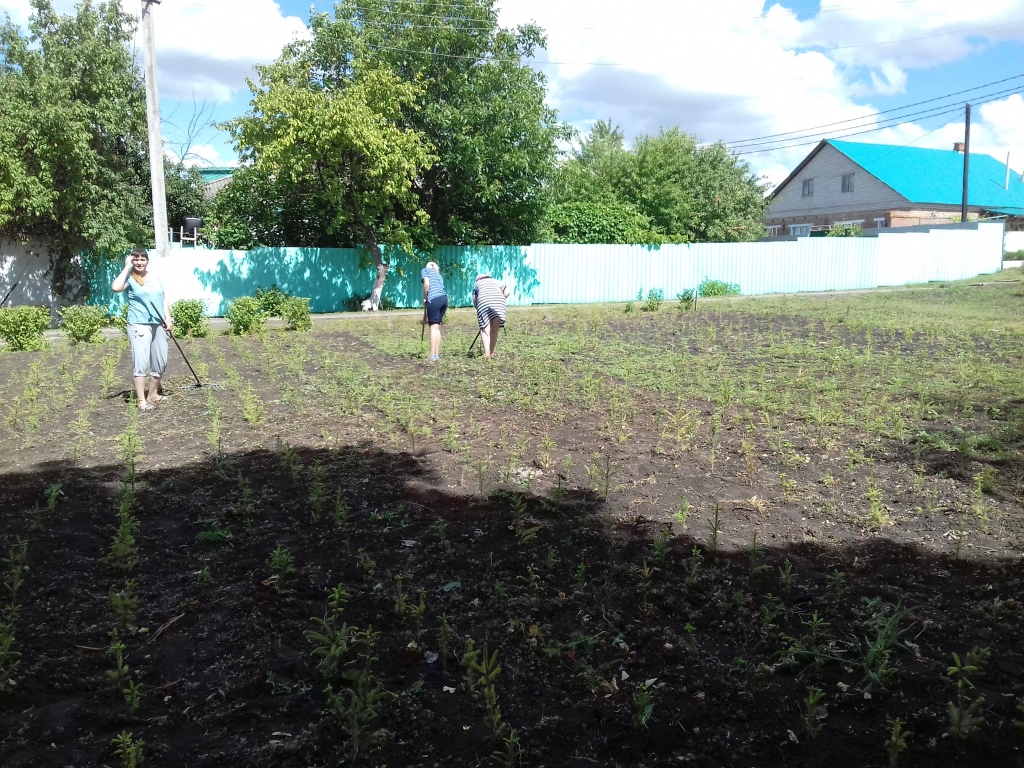 В Белгородской области прижились саженцы ели - фото 3