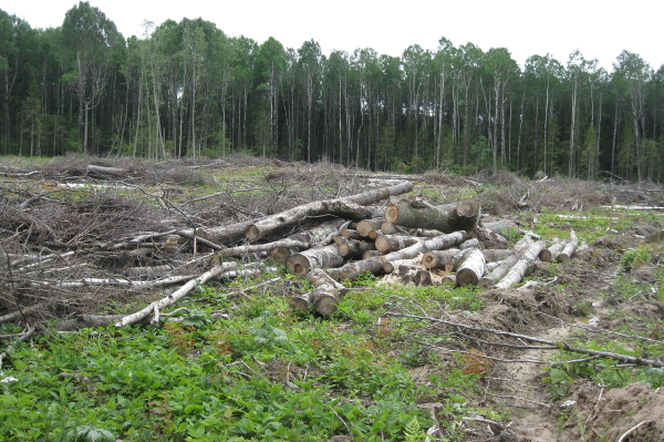 Проведение плановых проверок исполнения требований  лесного законодательства в Даниловском районе Ярославской области - фото 1