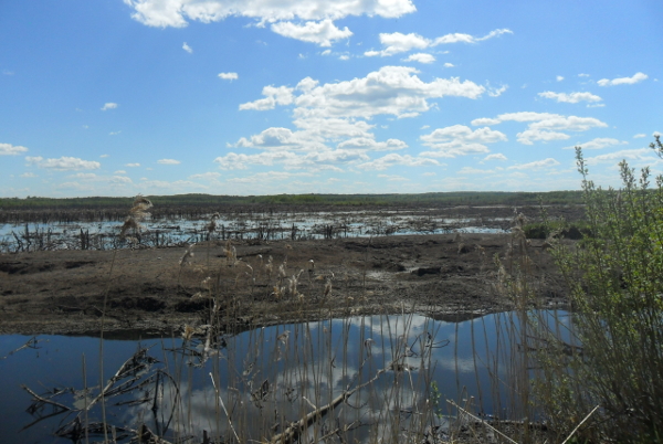Обводнение Берендеевского болота в Ярославской области - фото 1