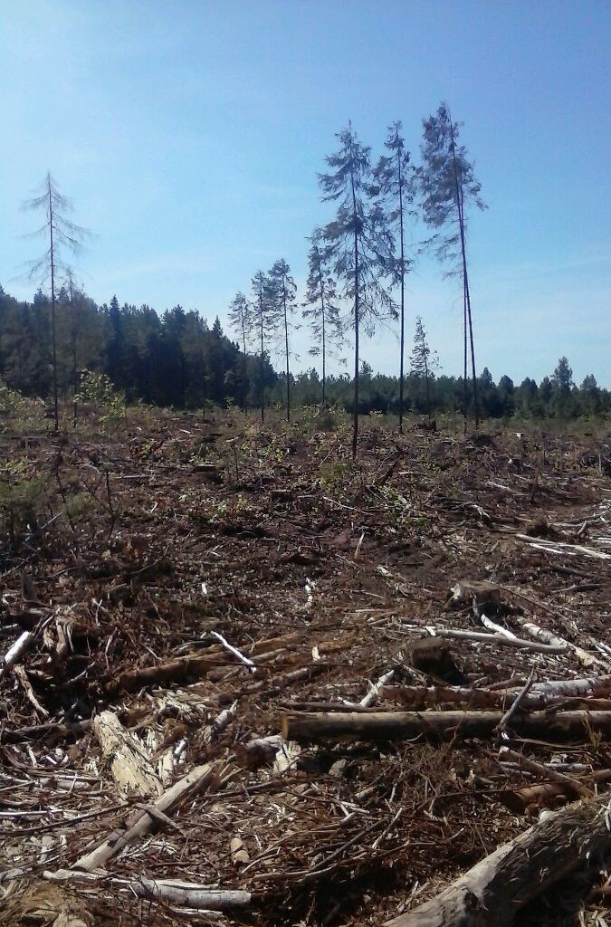 Кому мешают и почему вырубаются леса в заповедниках, заказниках и ООПТ Удмуртии? - фото 4