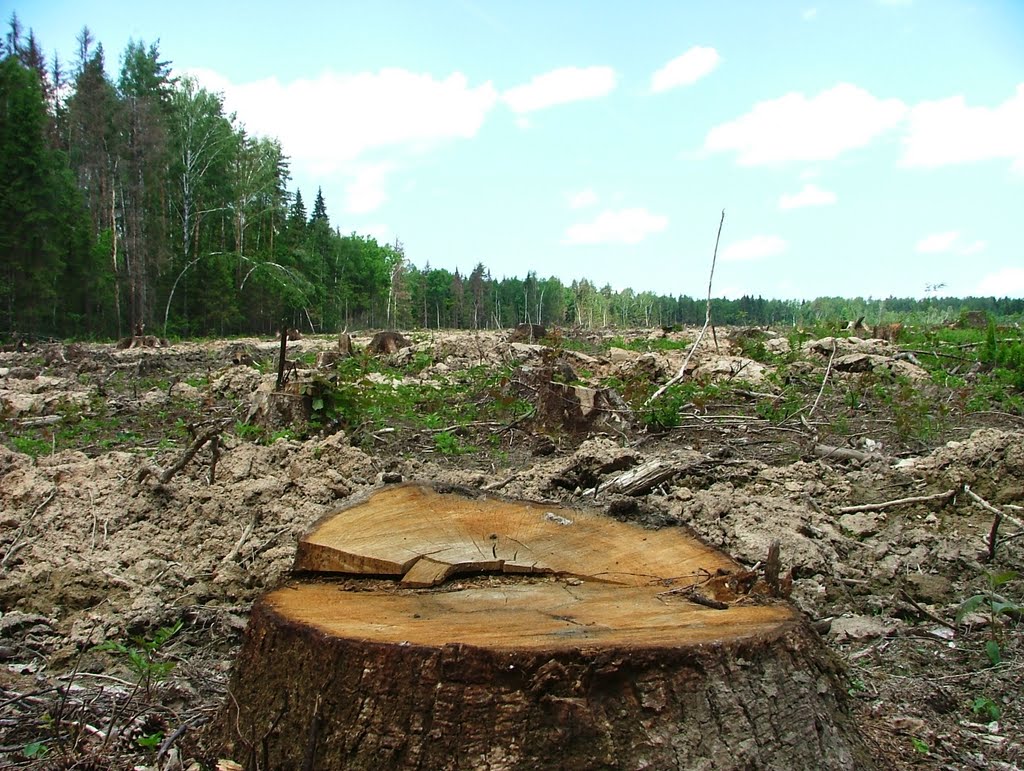 Осмотр лесных делянок на территории лесного фонда Костромской области - фото 1