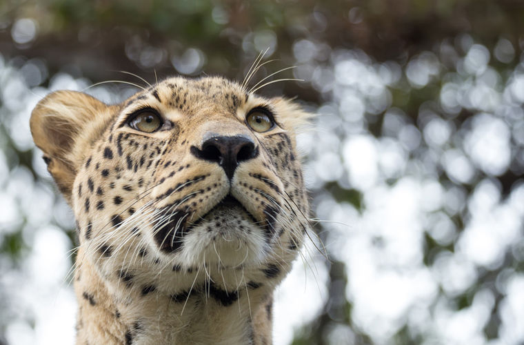На Кавказе замечен считавшийся вымершим леопард - фото 1