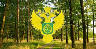 Школьное лесничество Белгородской области «Лесовичок»:  с лесом связанные судьбы - фото 1