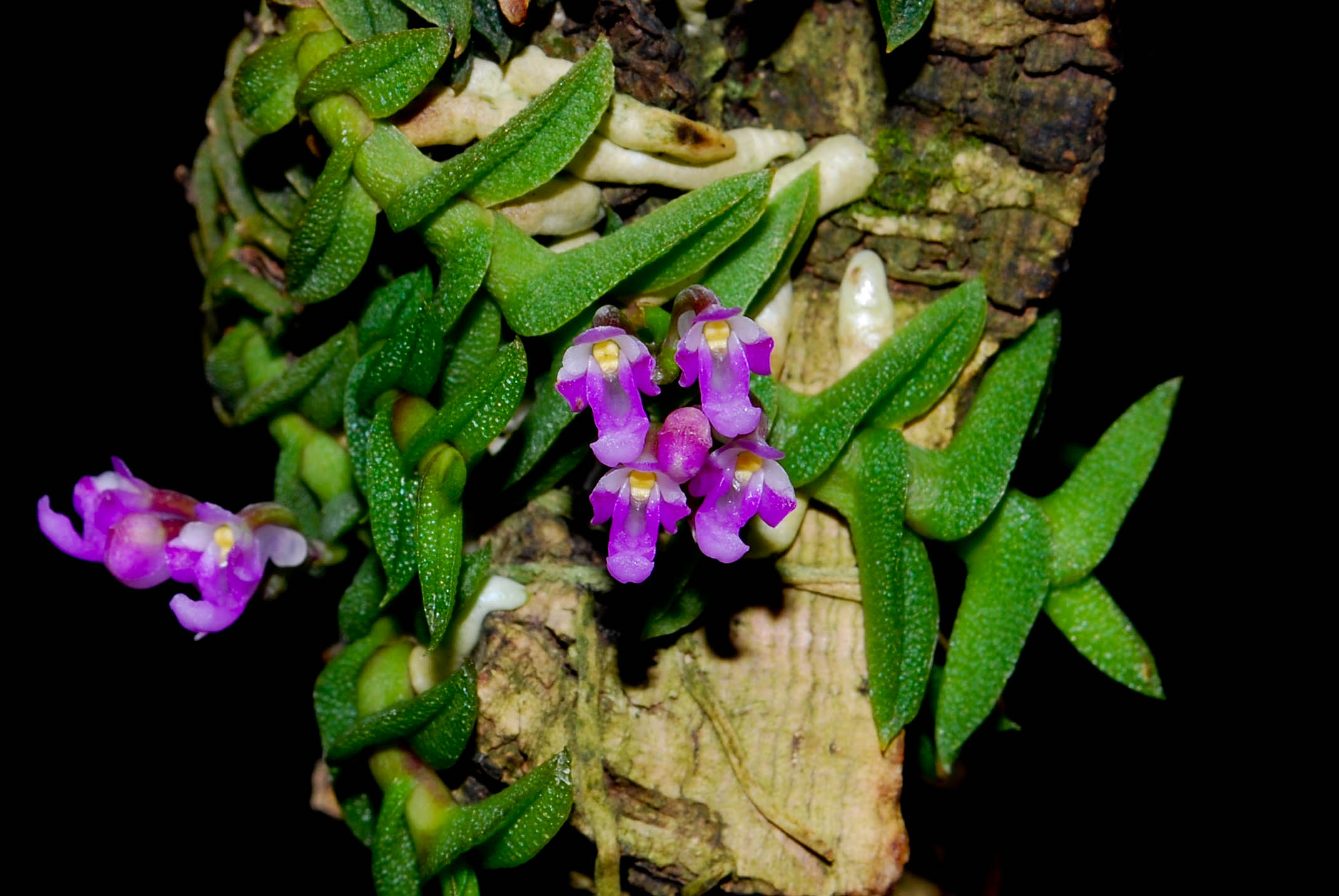Ваниль и ещё 30 редких орхидей подарил "Аптекарскому огороду" Московский урбанистический форум - фото 4