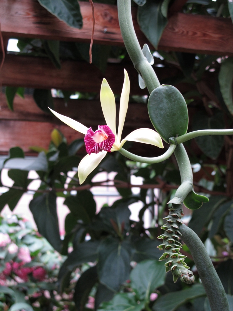 Ваниль и ещё 30 редких орхидей подарил "Аптекарскому огороду" Московский урбанистический форум - фото 5