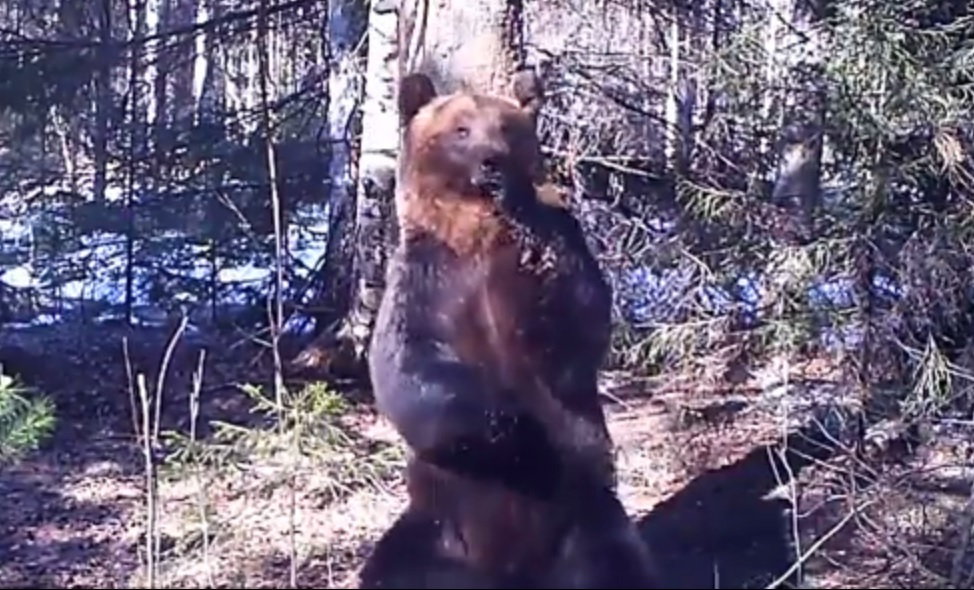 Самый зажигательный танец медведя (видео) - фото 1