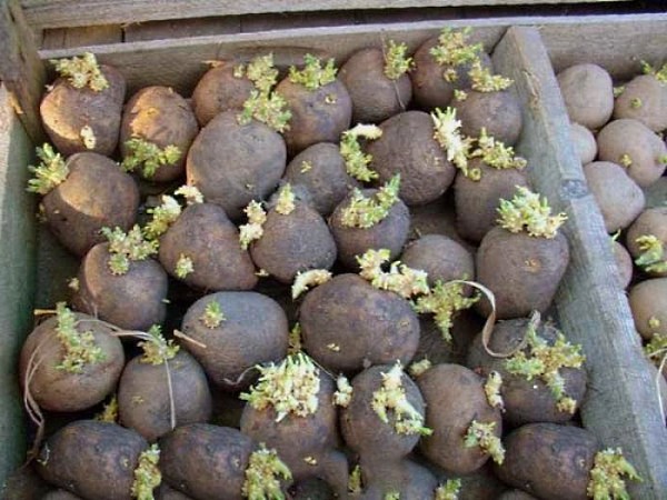 Посадка и выращивание картофеля на дачном участке - фото 3