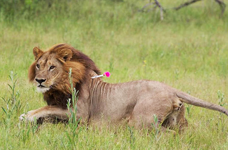  В Африке замечены львицы, начавшие отращивать себе гриву - фото 1