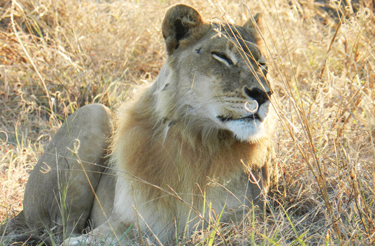  В Африке замечены львицы, начавшие отращивать себе гриву - фото 3