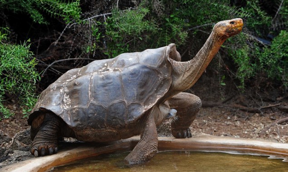  Любвеобильный самец галапагосской черепахи в одиночку спас свой вид от вымирания - фото 2
