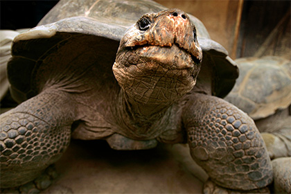  Любвеобильный самец галапагосской черепахи в одиночку спас свой вид от вымирания - фото 1