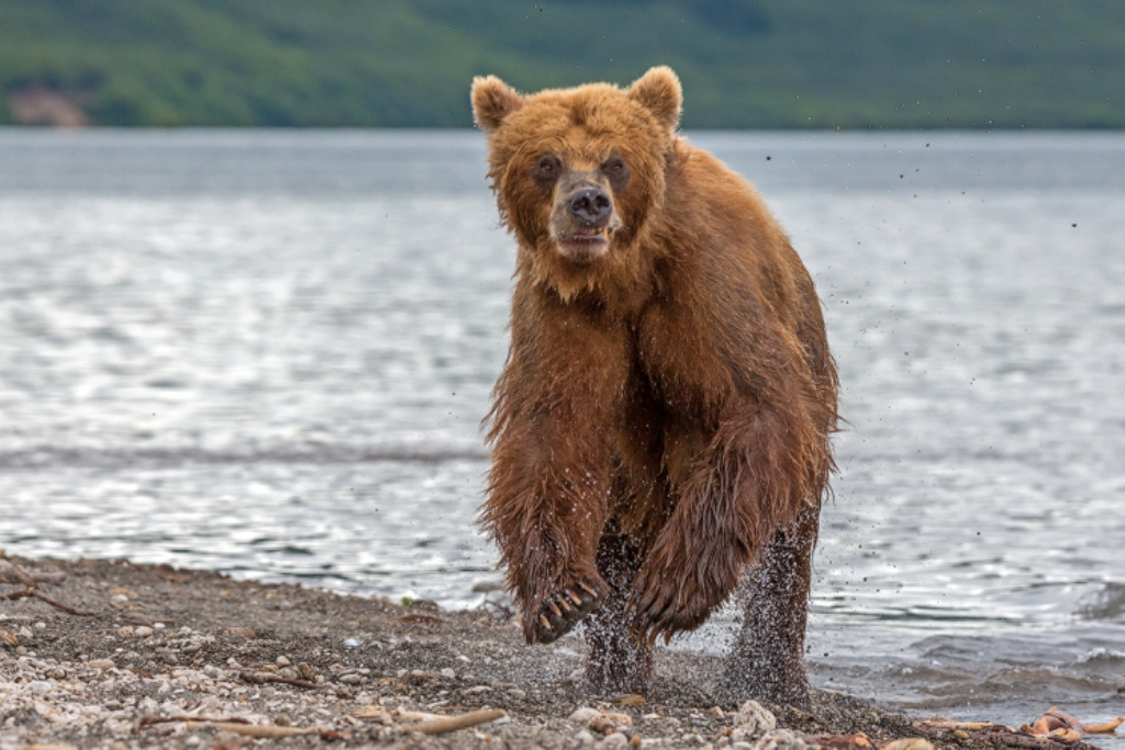  Медведи Камчатки - фото 28