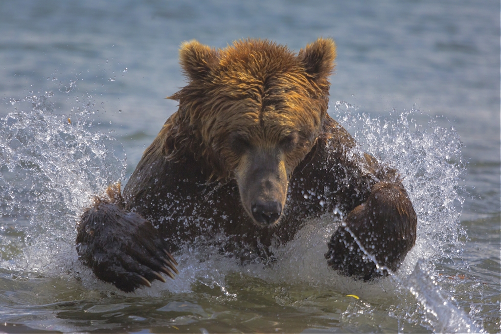  Медведи Камчатки - фото 7