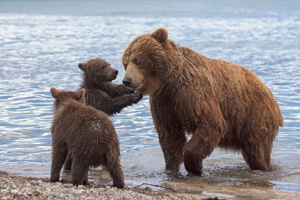  Медведи Камчатки - фото 8