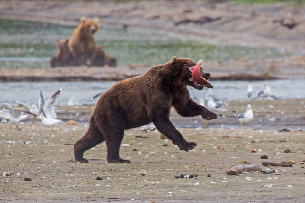  Медведи Камчатки - фото 9