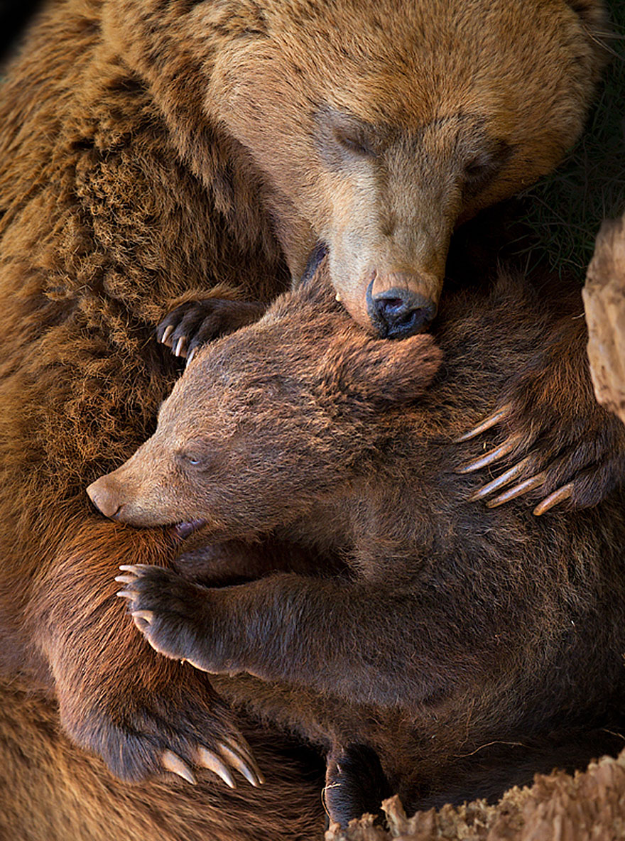 Когда мама - медведица - фото 11