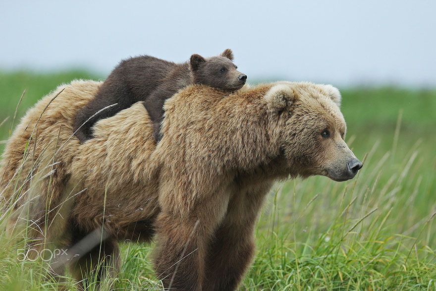  Когда мама - медведица - фото 21