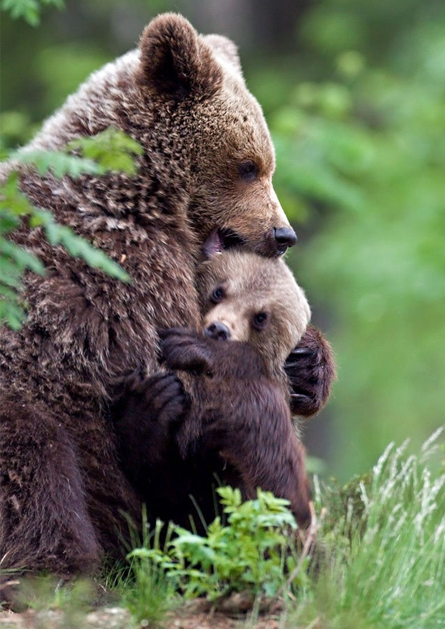 Когда мама - медведица - фото 32