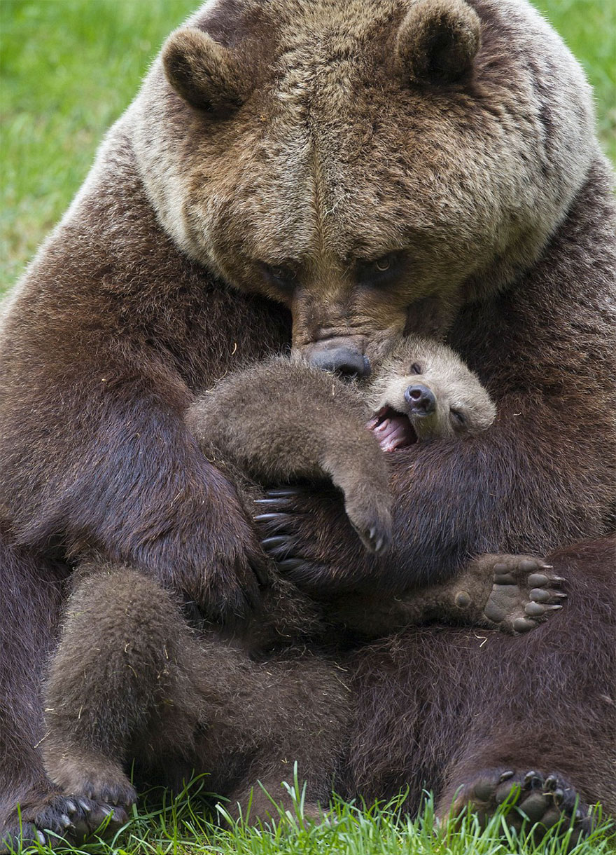  Когда мама - медведица - фото 35