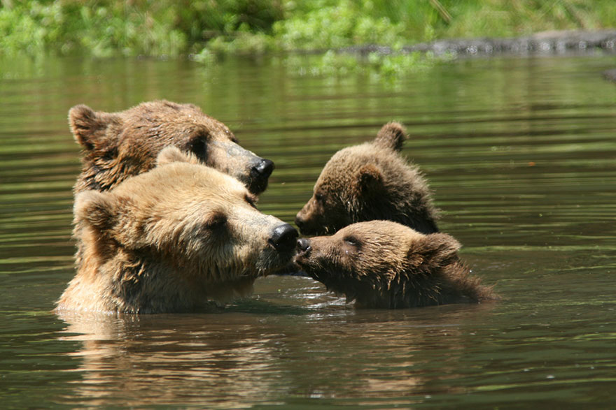  Когда мама - медведица - фото 41