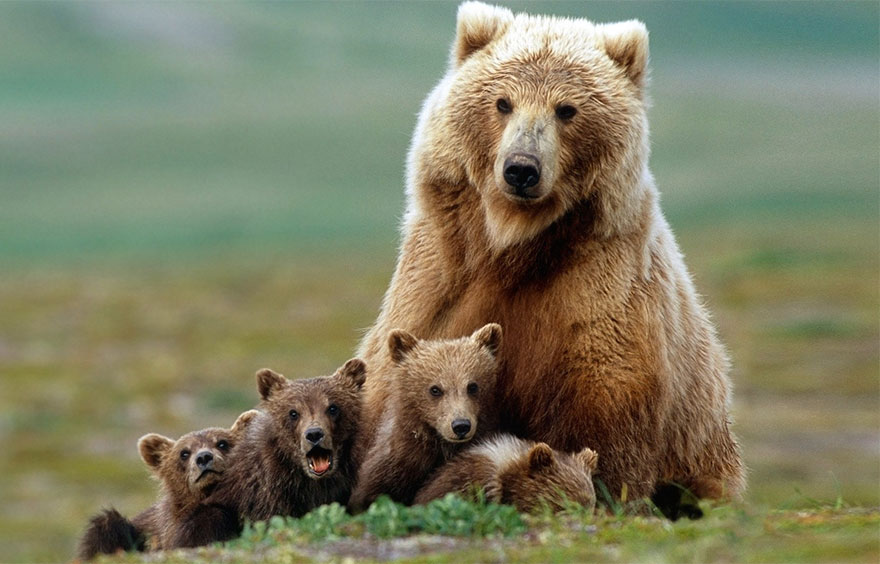  Когда мама - медведица - фото 42