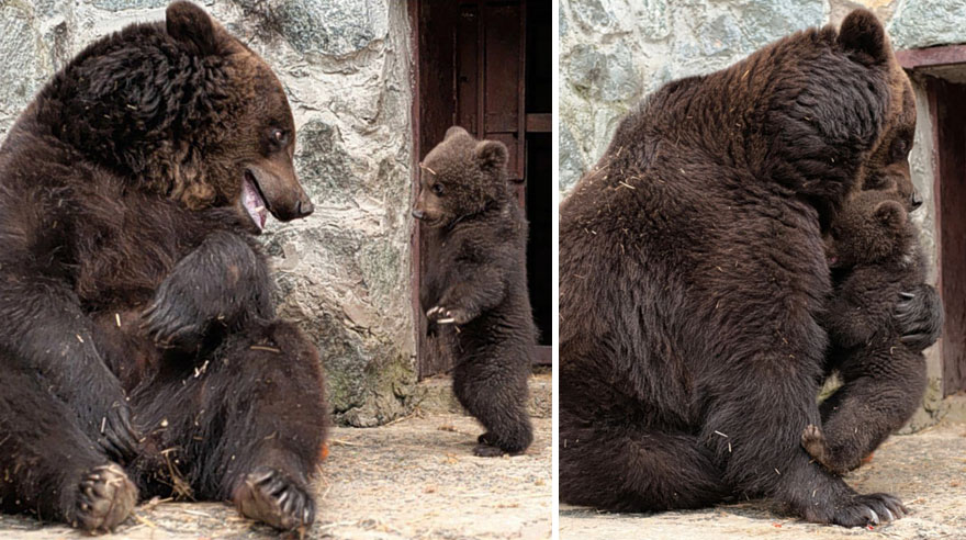  Когда мама - медведица - фото 51
