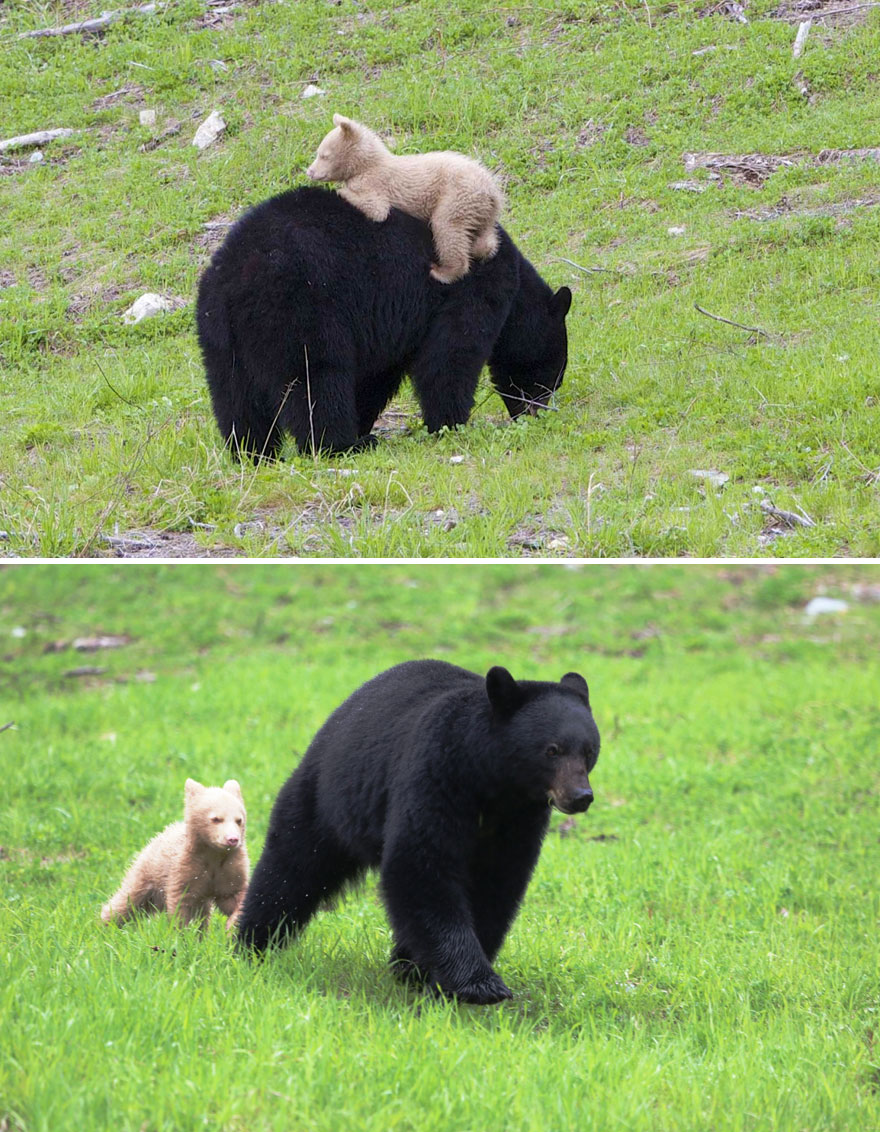 Когда мама - медведица - фото 52