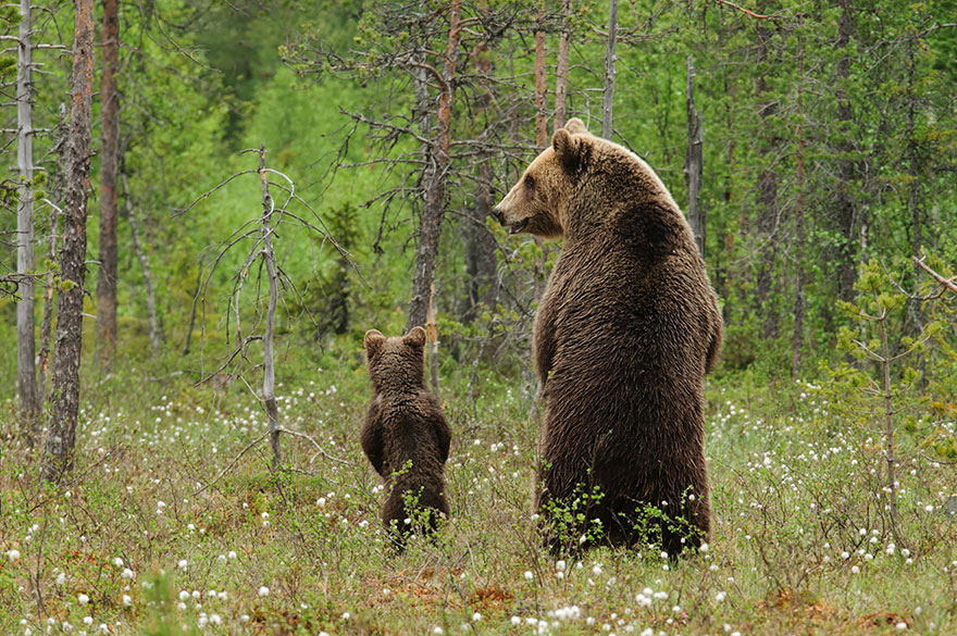  Когда мама - медведица - фото 8