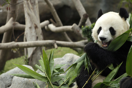  Большие панды перестали быть вымирающим видом - фото 1