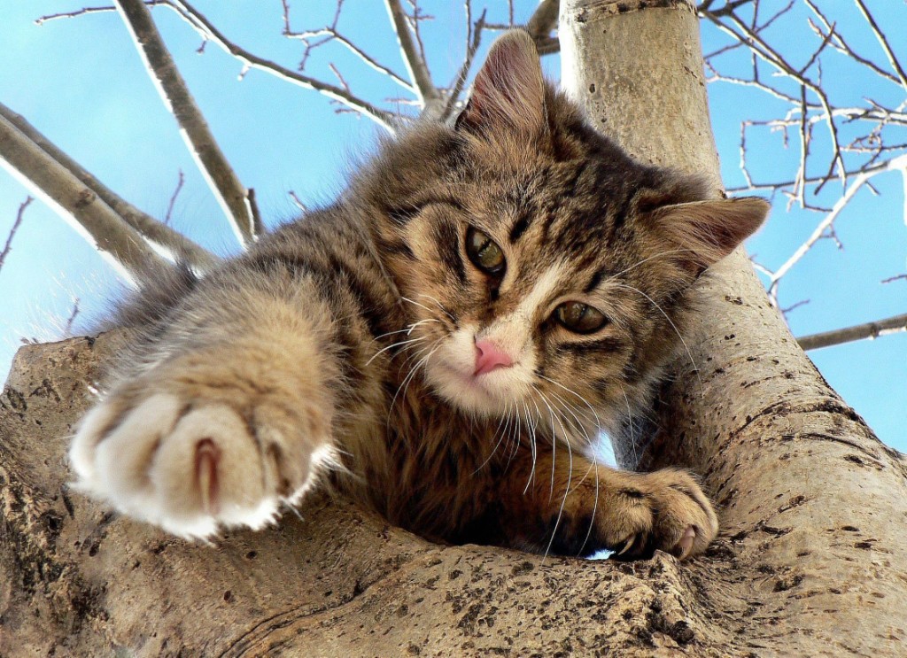  Кот испугался пожарных и сам слез с дерева в Петрозаводске - фото 1