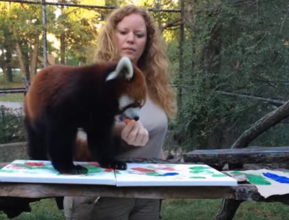  В Канаде на аукцион выставлены картины, нарисованные красными пандами - фото 1